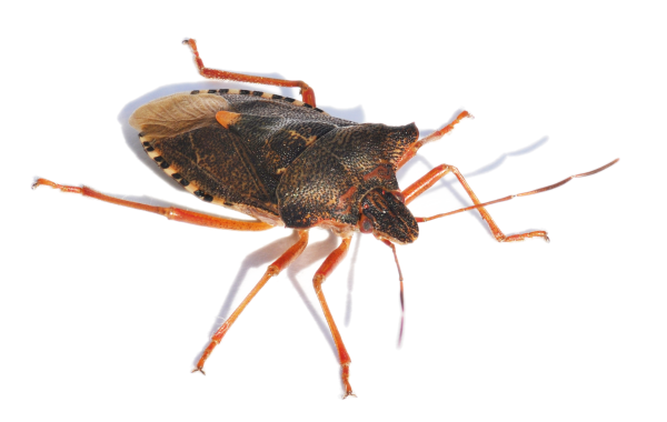 Щитник черноусый / Carpocoris purpureipennis