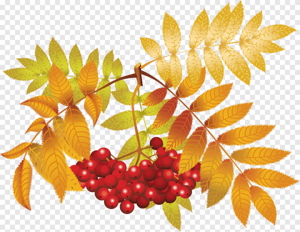 Лист рябины