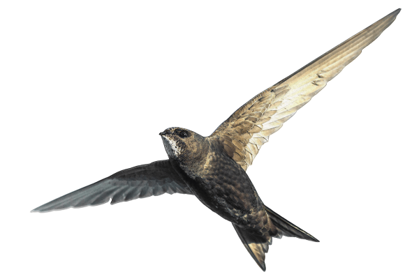 Иглохвостый Стриж птица