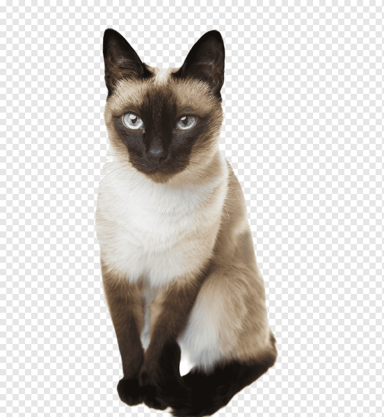Сиам кошка Сиамская