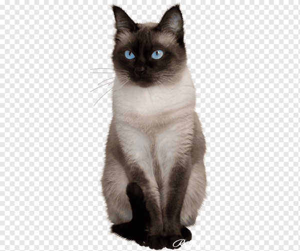 Кошка на белом фоне