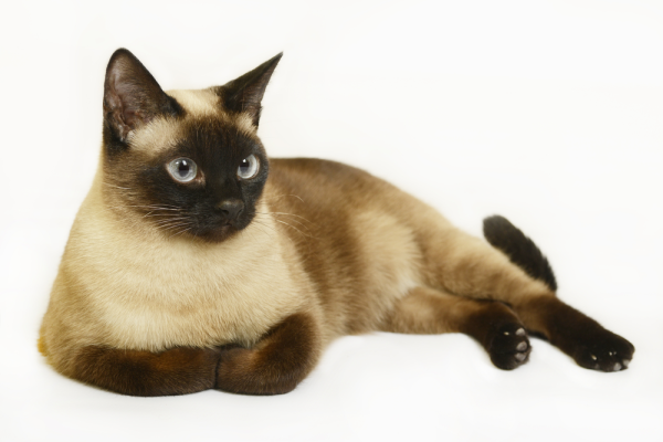 Сиамский кот короткошерстный
