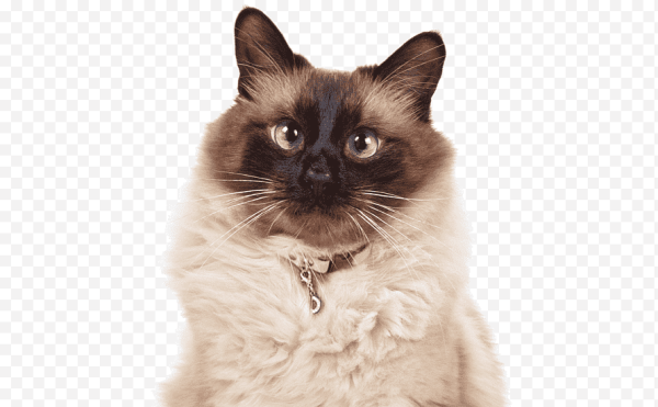 Сиамская кошка на белом фоне