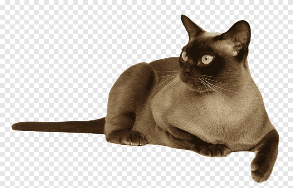 Бурманская Сиамская кошка