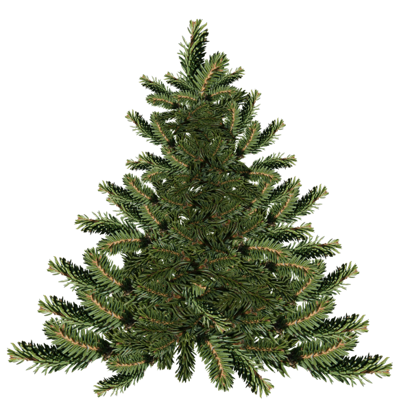 Елка Annapolis fir Tree