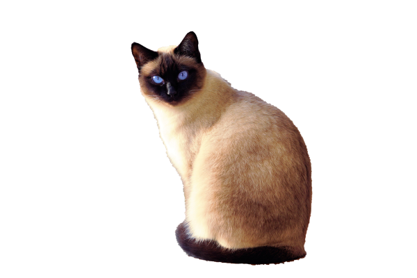 Кошка на прозрачном фоне