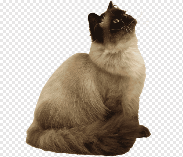 Сиамский кот прозрачный
