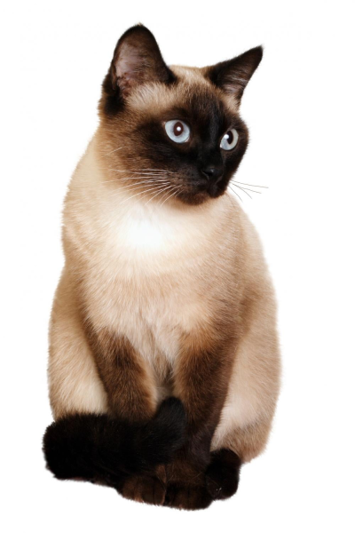 Сиамская кошка на белом фоне