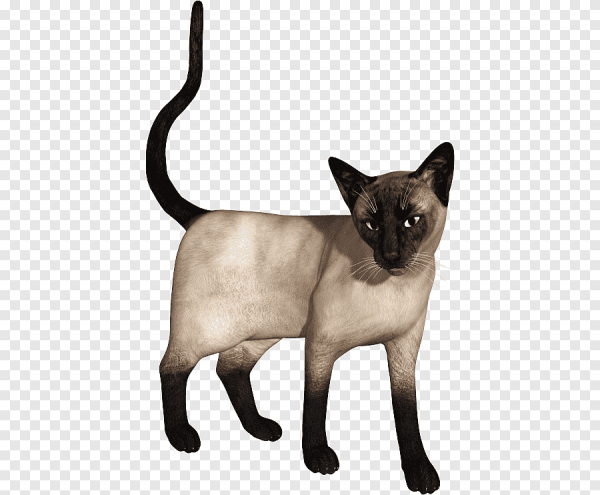 Тонкинская кошка