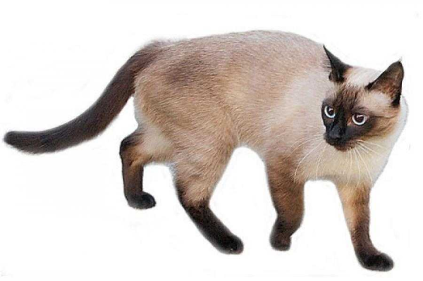 Сиамская кошка чистокровная