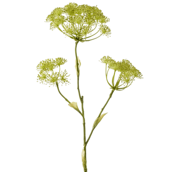 Heracleum — борщевик