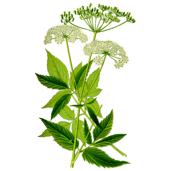 Сныть (Aegopodium podagraria)