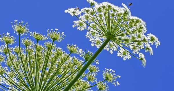 Борщевик фон