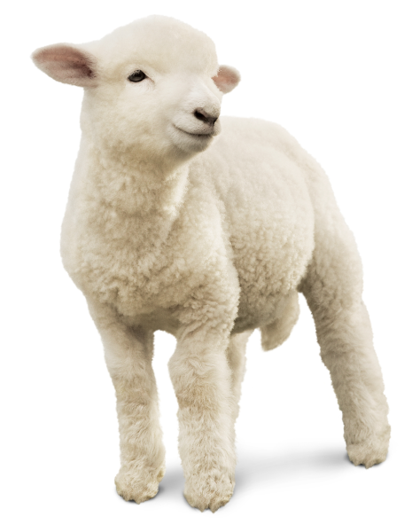 Ягненок для детей