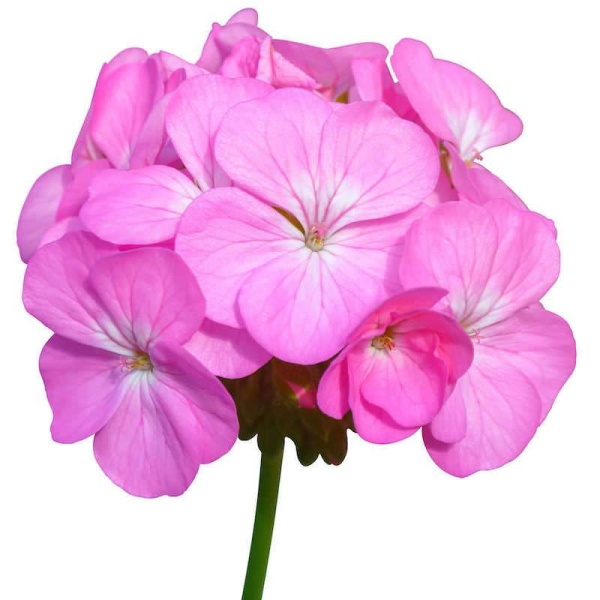 Пеларгония Pac Lavender