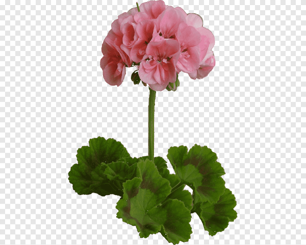 Пеларгония Раденс