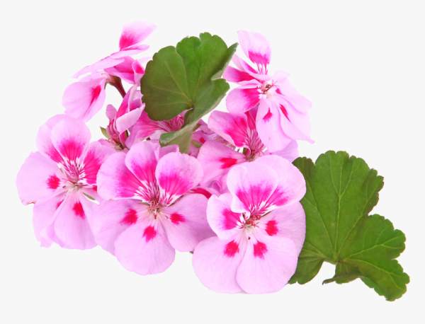 Пеларгония Pac Lavender
