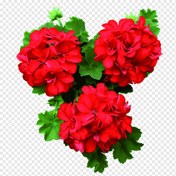 Пеларгония плющелистная Cerise Carnation