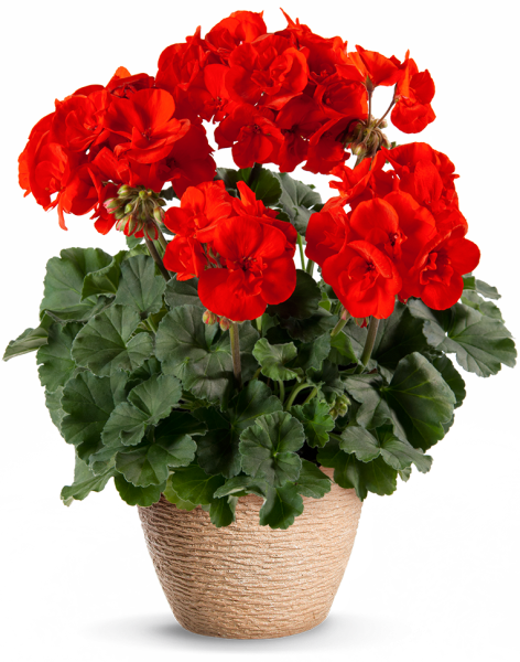 Пеларгония Pac Julia