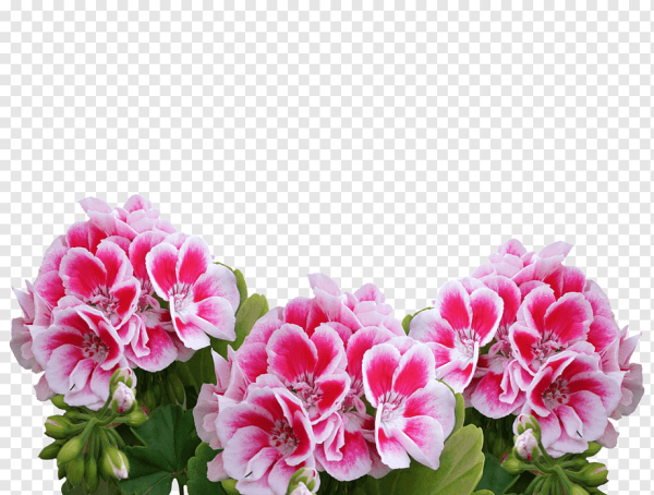 Пеларгония Летто