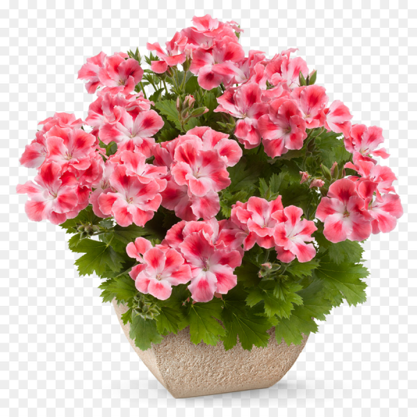 Пеларгония Pac Candy Flowers Peach cloud