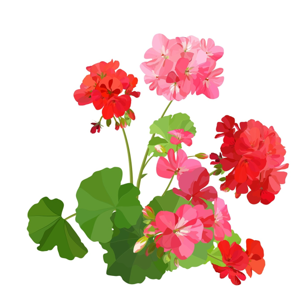 Герань остролистная