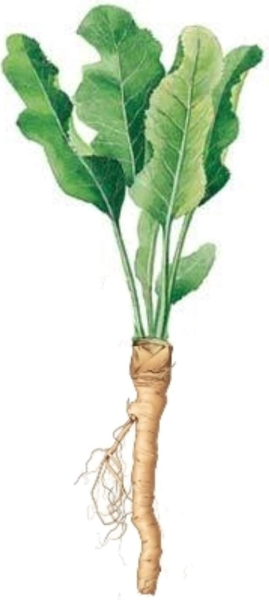 Корень хрена