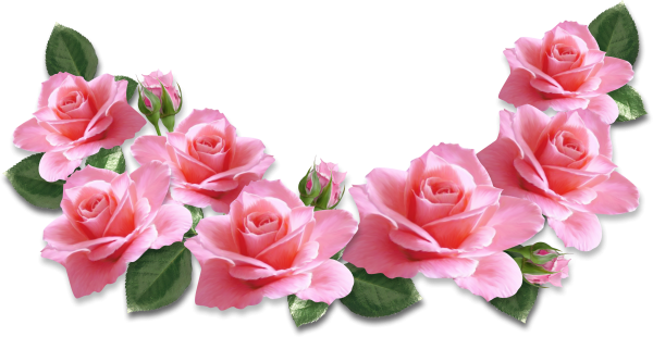 Цветы без фона