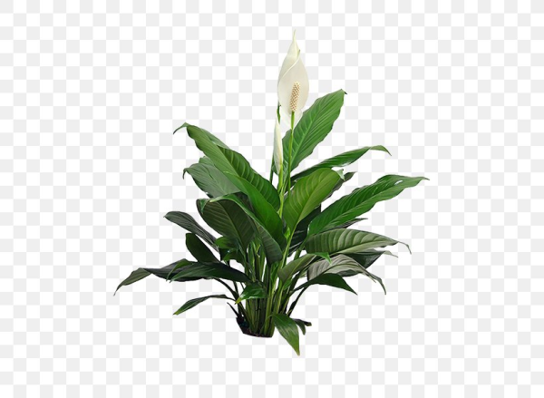 Спатифиллум (Peace Lily)