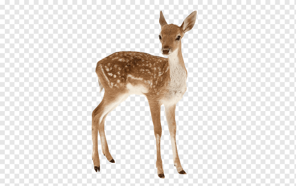 Косуля на белом фоне