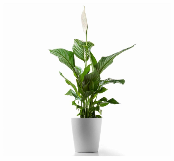 Spathiphyllum blandum