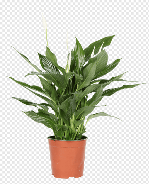 Spathiphyllum wallisii растение