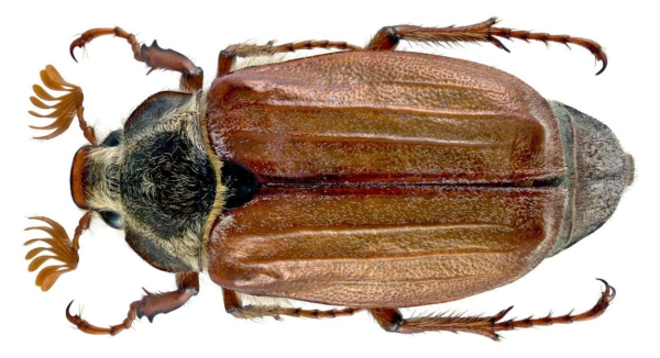 Точильщик Жук мучной Жук