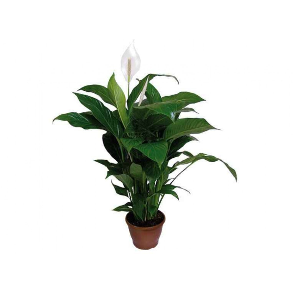 Spathiphyllum wallisii