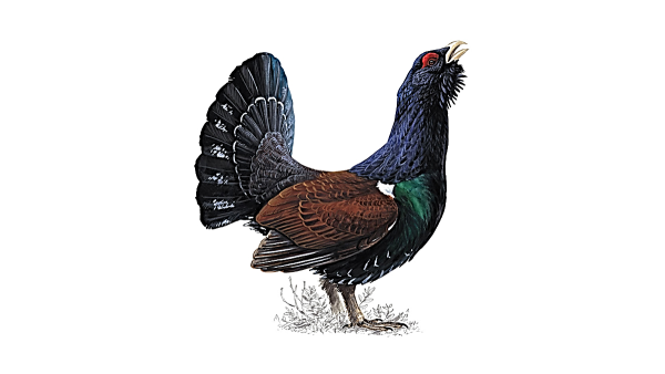 Глухарь - Capercaillie
