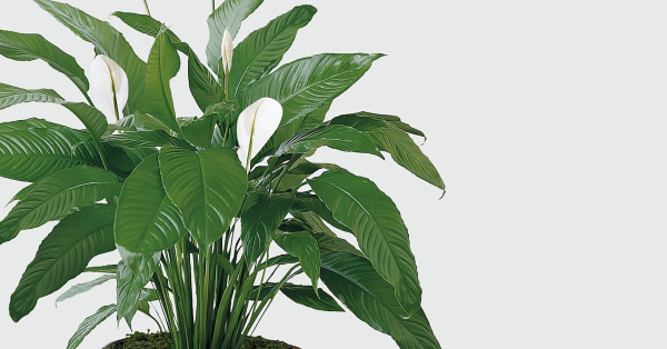 Спатифиллум Уоллиса (Spathiphyllum wallisii)
