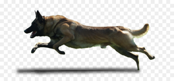 Собака вид сбоку