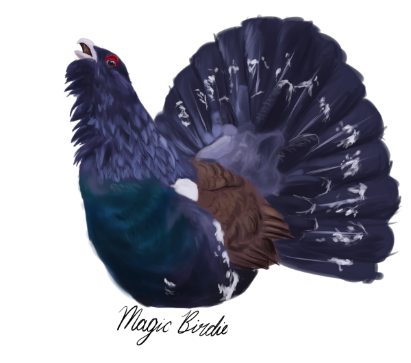 Глухарь - Capercaillie