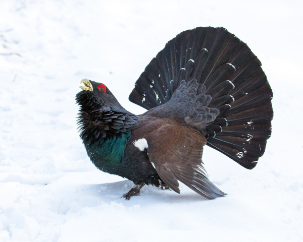 Глухарь (Tetrao urogallus)
