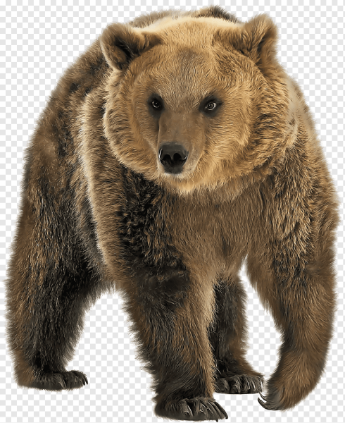 Медведь на белом фоне
