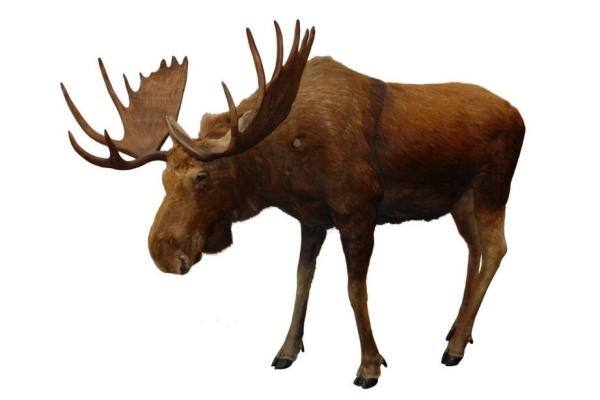 Лось на прозрачном фоне