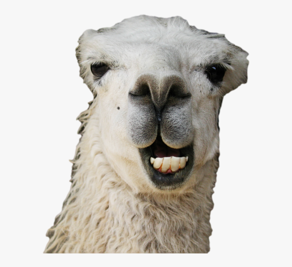 Лама животное