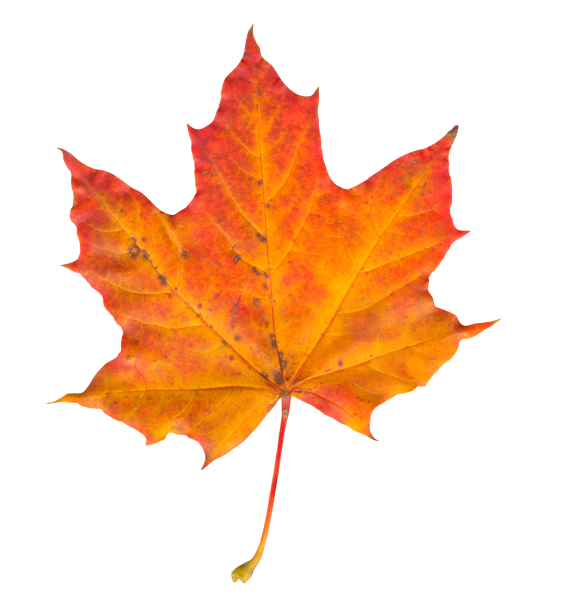 Maple кленовый лист