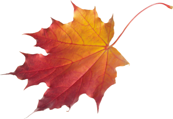 Maple кленовый лист