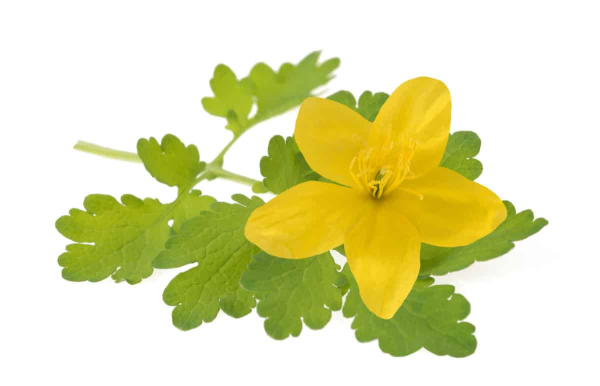 Chelidonium majus