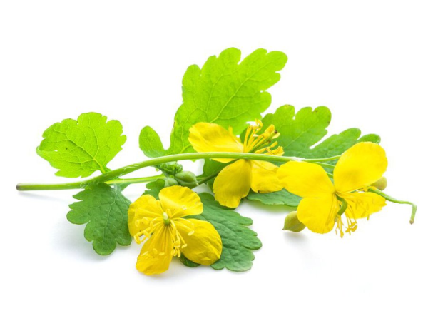 Чистотел большой Chelidonium majus с листьями ланцетовидной формы