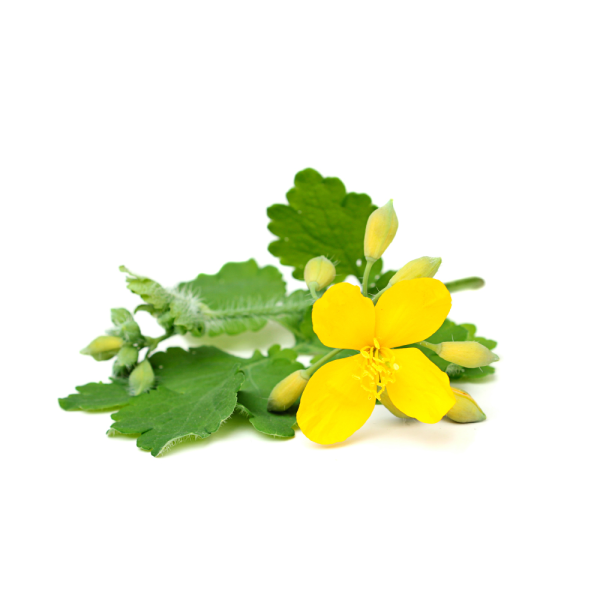 Chelidonium majus