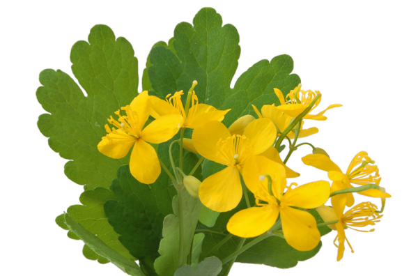 Чистотел большой (Chelidonium majus l.)