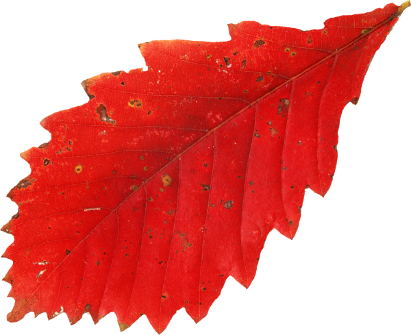 Осенние листья