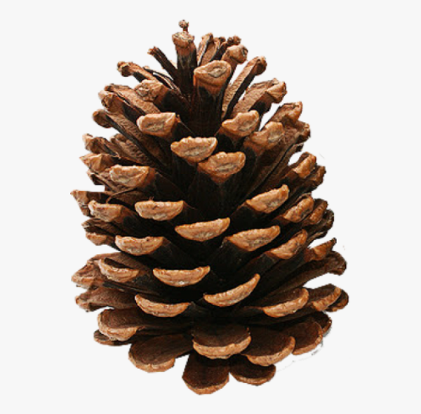 Шишка на прозрачном фоне